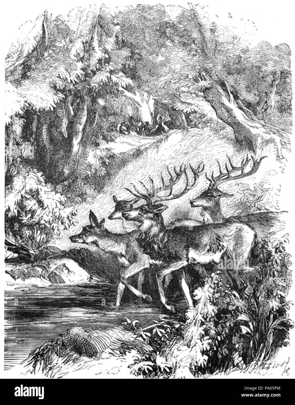 Small deer Black and White Stock Photos & Images - Alamy