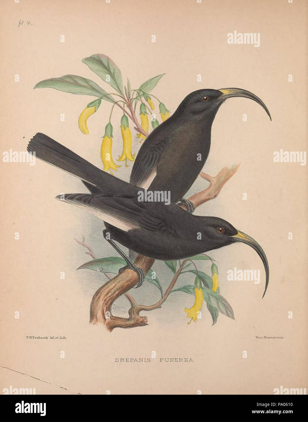 591 Drepanis funerea from 'The Birds of the Sandwich Islands' Stock Photo