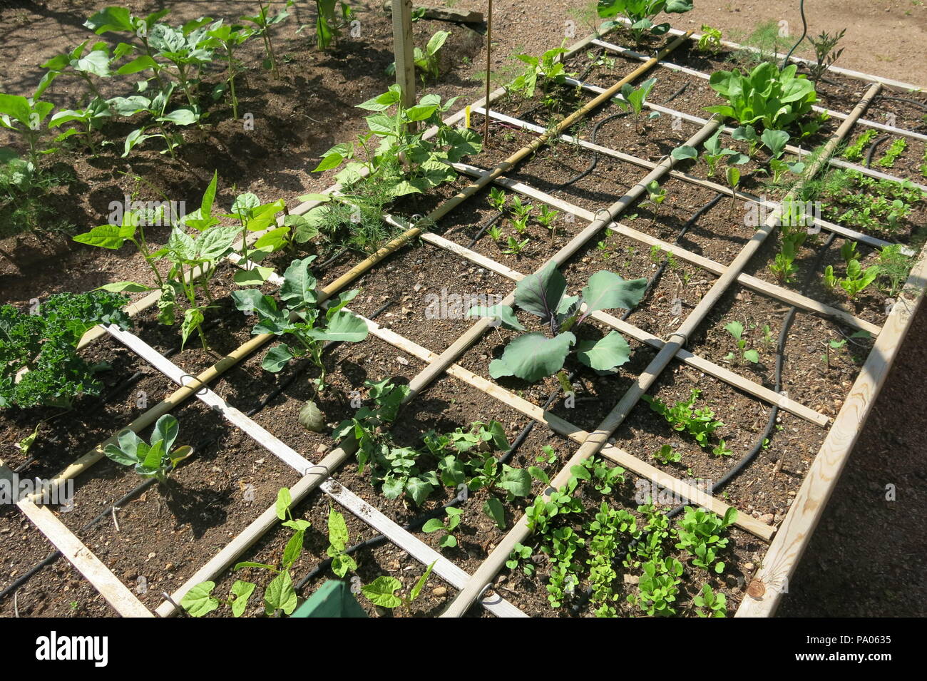 A simple wooden grid of 32 squares provides the framework for the opportunity to grow a variety of herbs and vegetables in a small garden plot Stock Photo