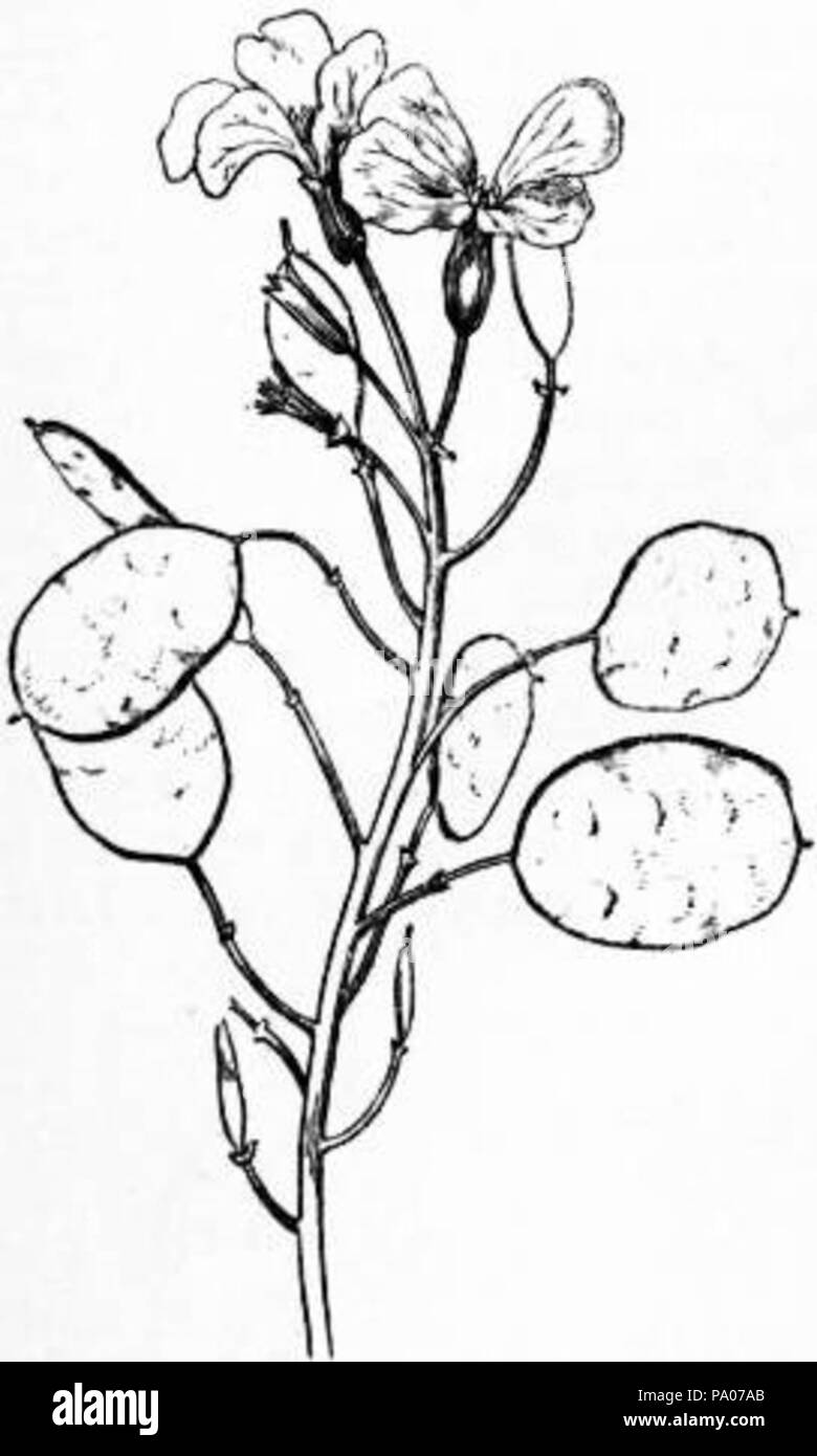 602 EB1911 Cruciferae Fig. 6.—Honesty (Lunaria biennis) Stock Photo