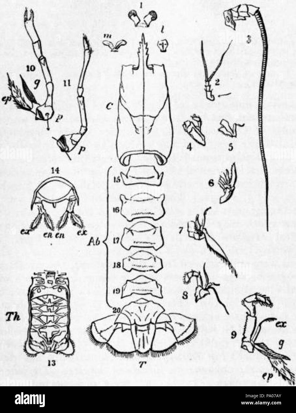 602 EB1911 Crustacea Fig. 3.—The Separated Somites and Appendages of the Common Lobster Stock Photo