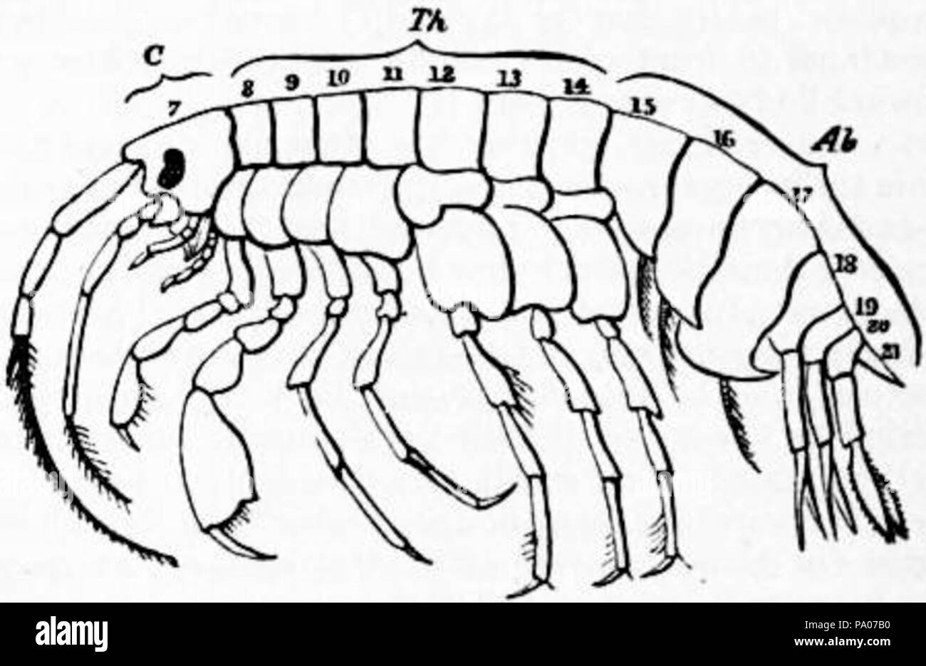 602 EB1911 Crustacea Fig. 4.—Diagram of an Amphipod Stock Photo