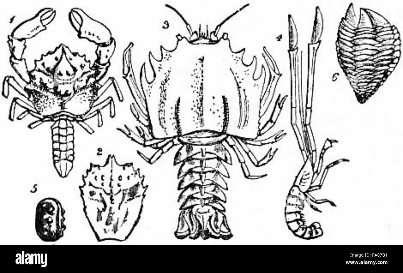602 EB1911 Crustacea Fig. 16 Stock Photo
