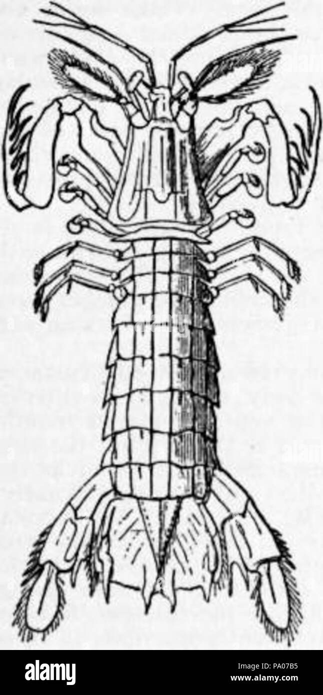 602 EB1911 Crustacea Fig. 7.—Squilla mantis Stock Photo