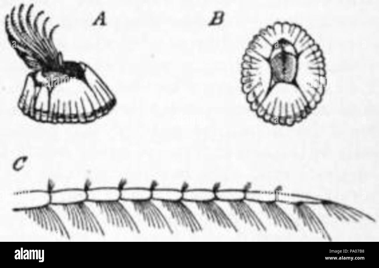 602 EB1911 Crustacea Fig. 9.—Balanus Stock Photo