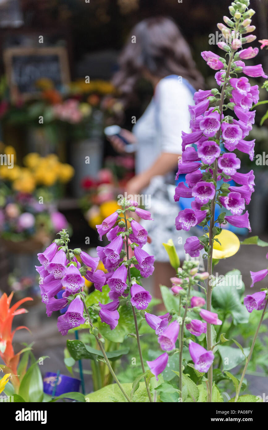 Foxglove Digitalis Purpuria Plants On Sale At Borough Market In London Stock Photo Alamy