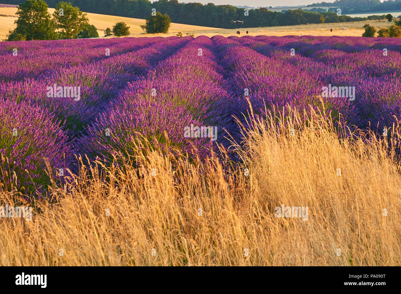 Snowshill in the Cotswolds and lavender fields in the landscape on a summer evening. Stock Photo
