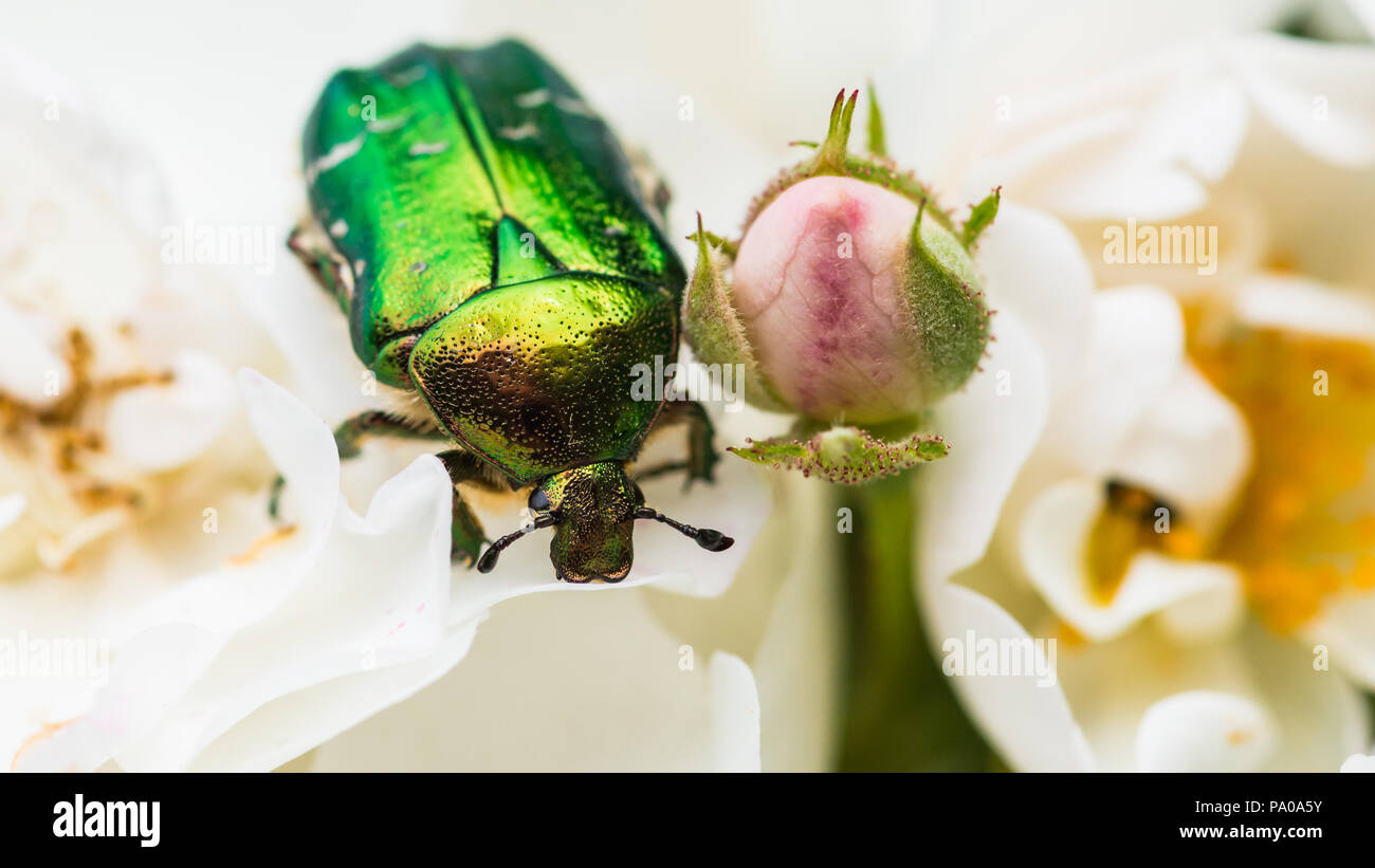 Rose chafer beetle hi-res stock photography and images - Alamy
