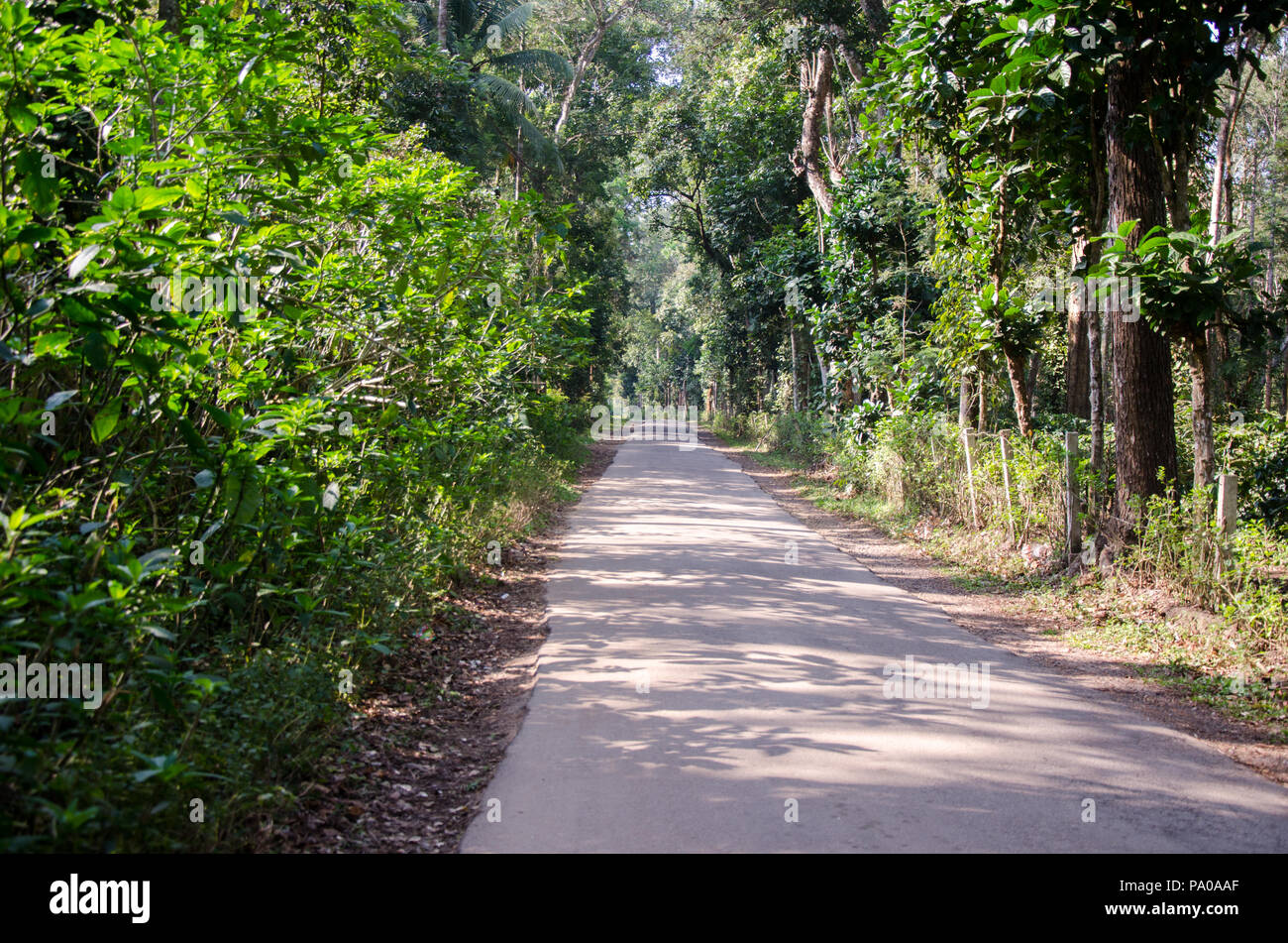 Beautiful road through plantation leading to Chiklihole Reservoir in Kushalnagar, Kodagu, Karnataka, India Stock Photo