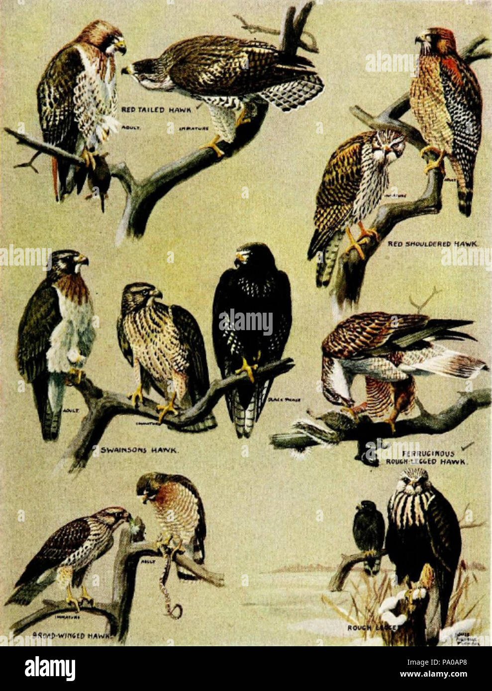 Hunting with hawks hi-res stock photography and images - Alamy