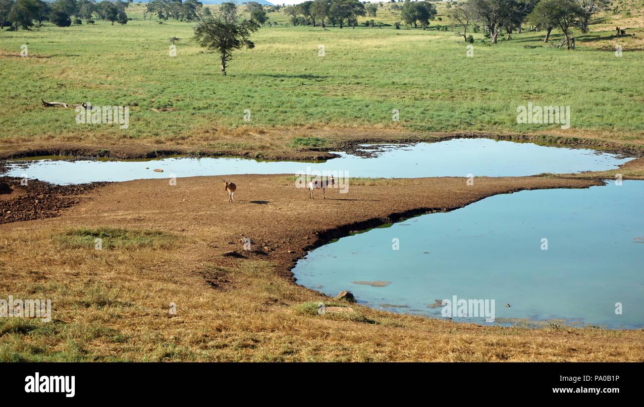 scenic landscape around a water whole in kenyan national park Stock