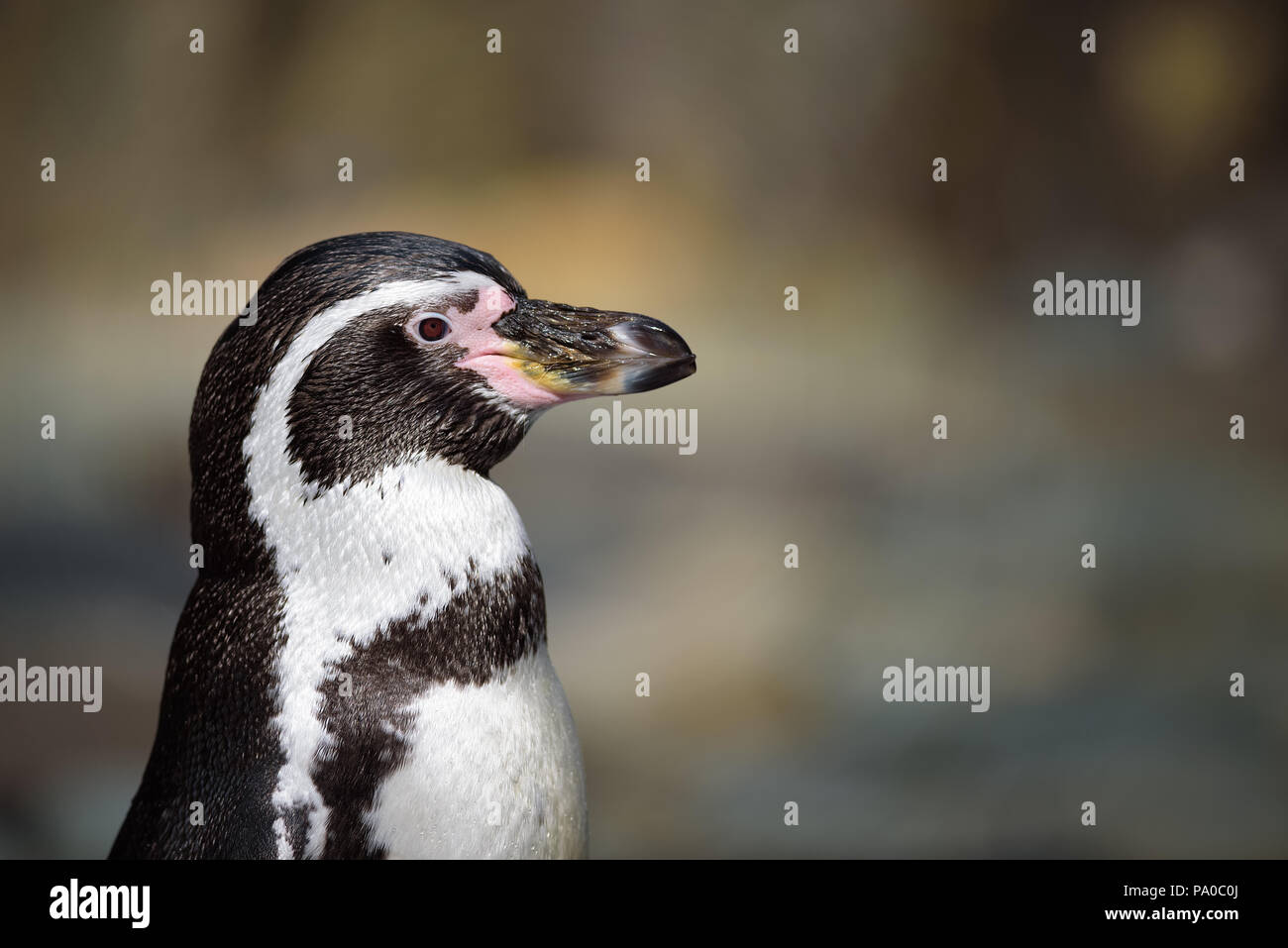 Close up portrait of Humboldt penguin also termed Peruvian penguin, or patranca Stock Photo