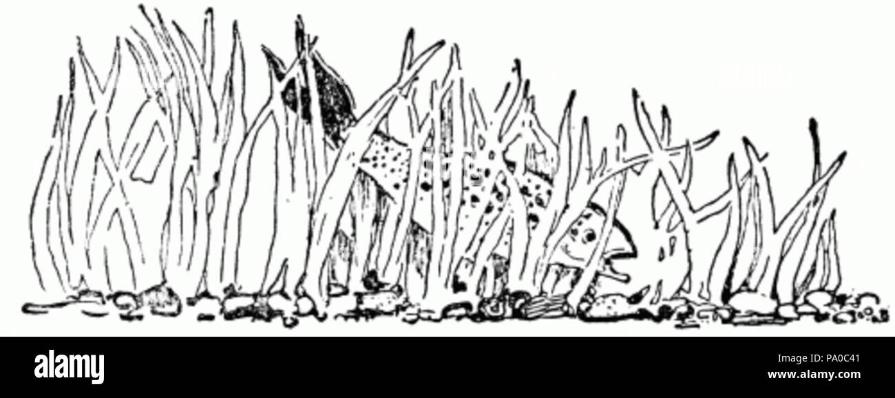 Fish and aquatic plants hi-res stock photography and images - Alamy