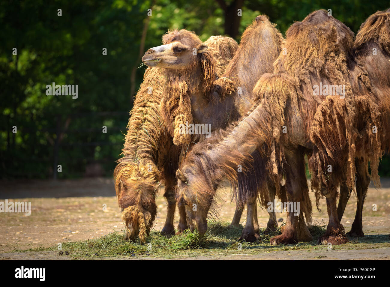Three Bactrian camels feeding Stock Photo