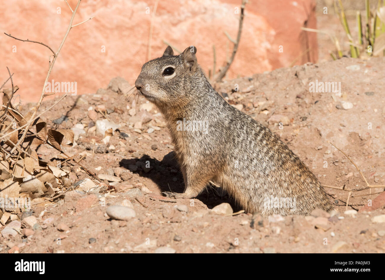 Rock Squirrel, Zion National Park, Arizona Stock Photo