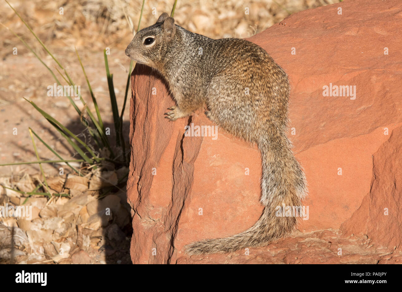 Rock Squirrel, Zion National Park, Arizona Stock Photo