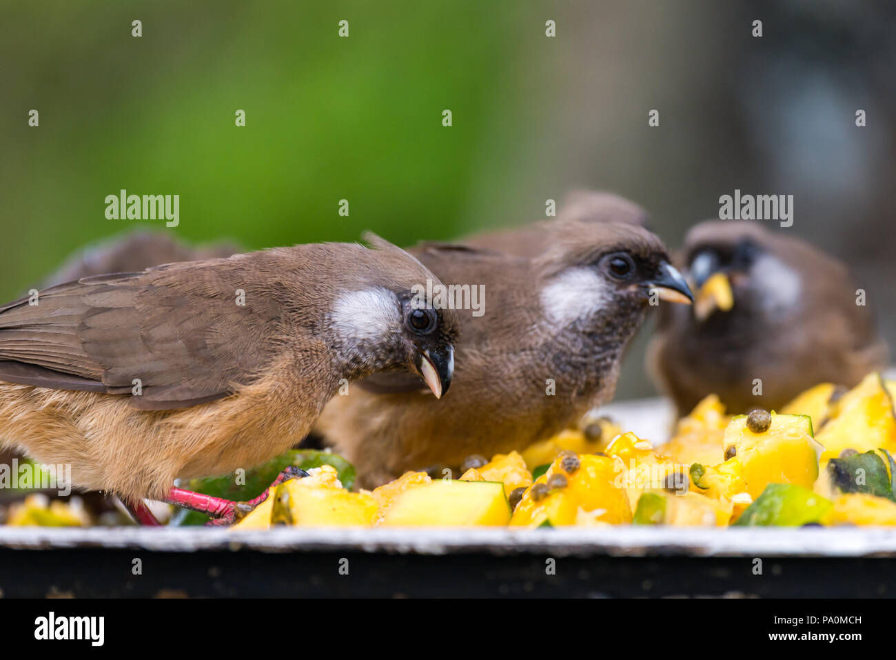 Birds Eating Breakfast Stock Photo Alamy