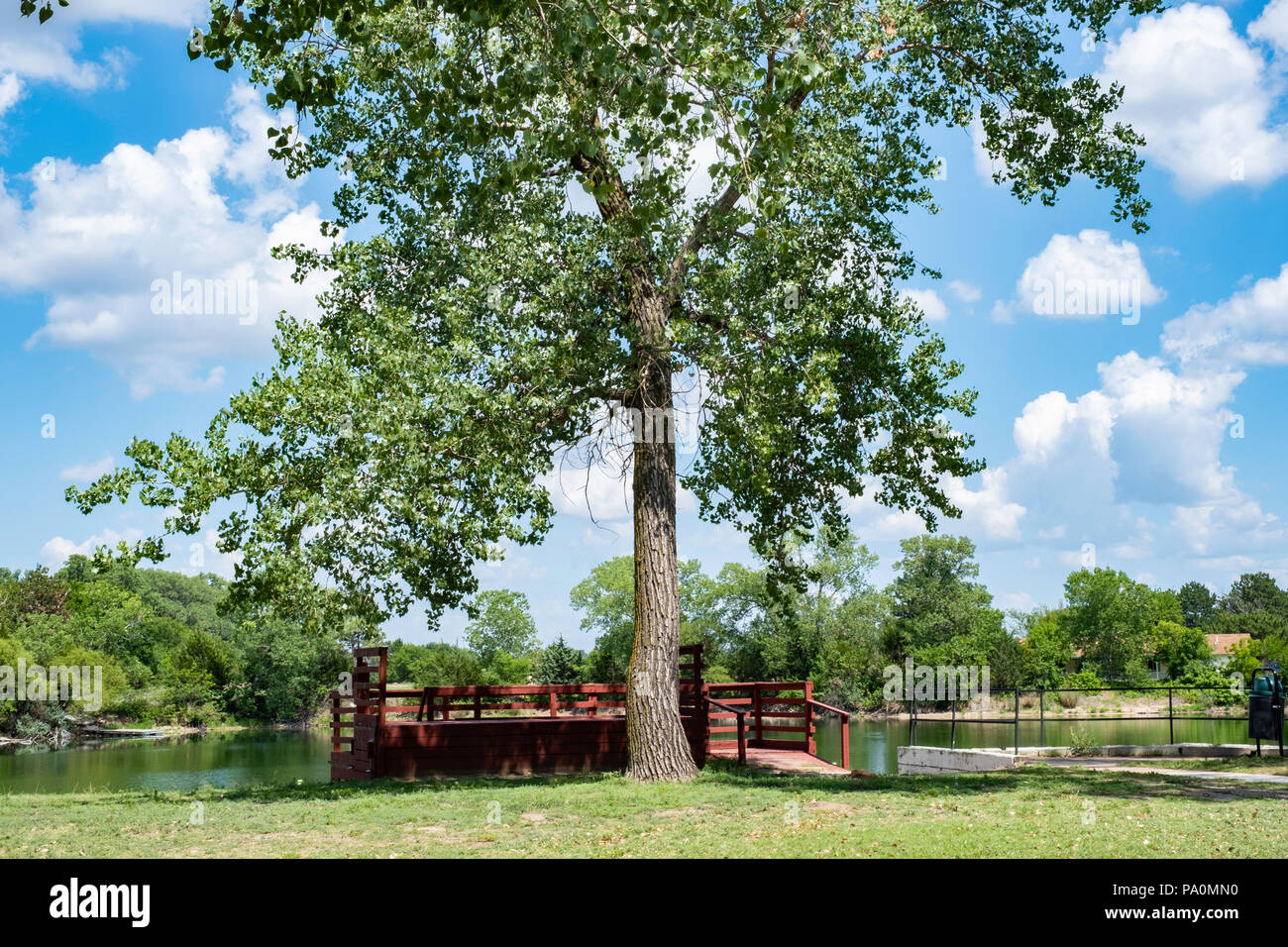 A large cottonwood tree, Populus deltoides, of the poplar species, in Kansas, USA. Stock Photo