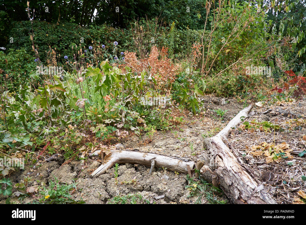 Wilting and parched garden plants in dry flowerbeds, a result of the unusually hot and dry summer weather experienced by the UK during June and July 2 Stock Photo