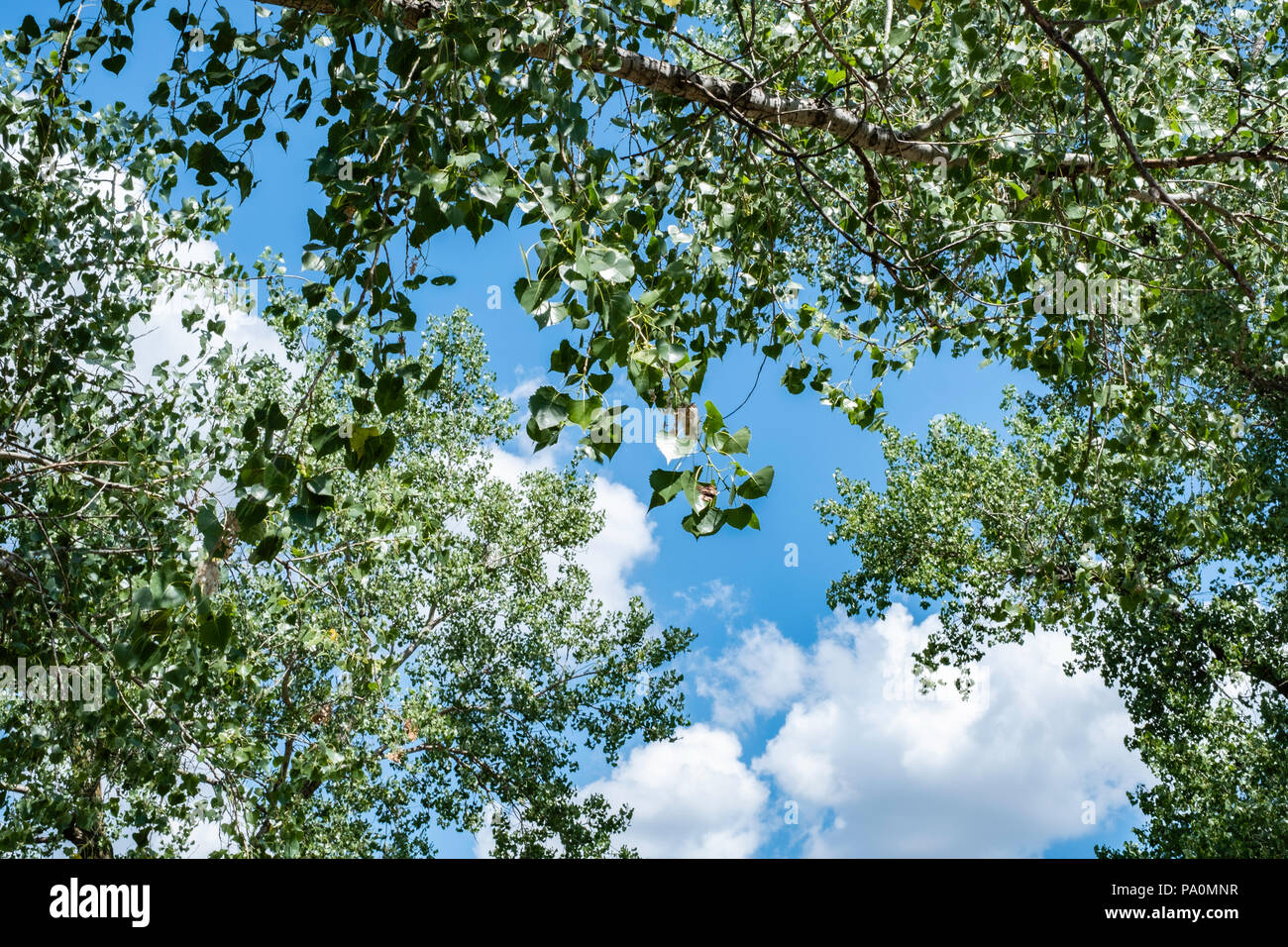 Looking up through branches and leaves of a Cottonwood tree in the summer. Populus deltoides, known as Eastern cottonwood. Kansas, USA. Stock Photo