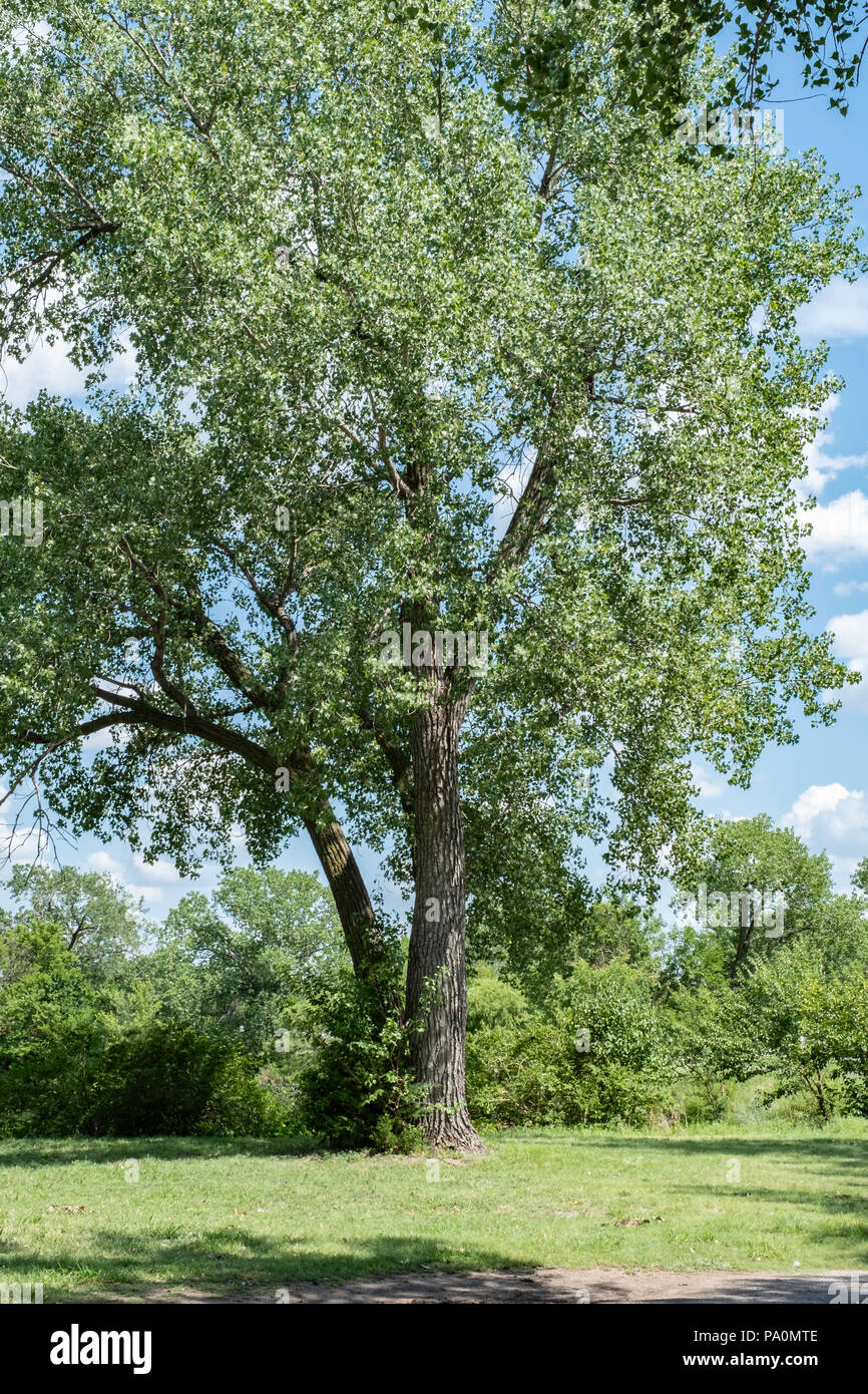 Large Cottonwood tree, Populus deltoides, known as Eastern cottonwood. Kansas, USA. Stock Photo