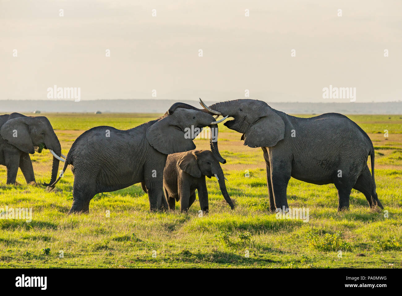Wild Elephants in Africa Stock Photo