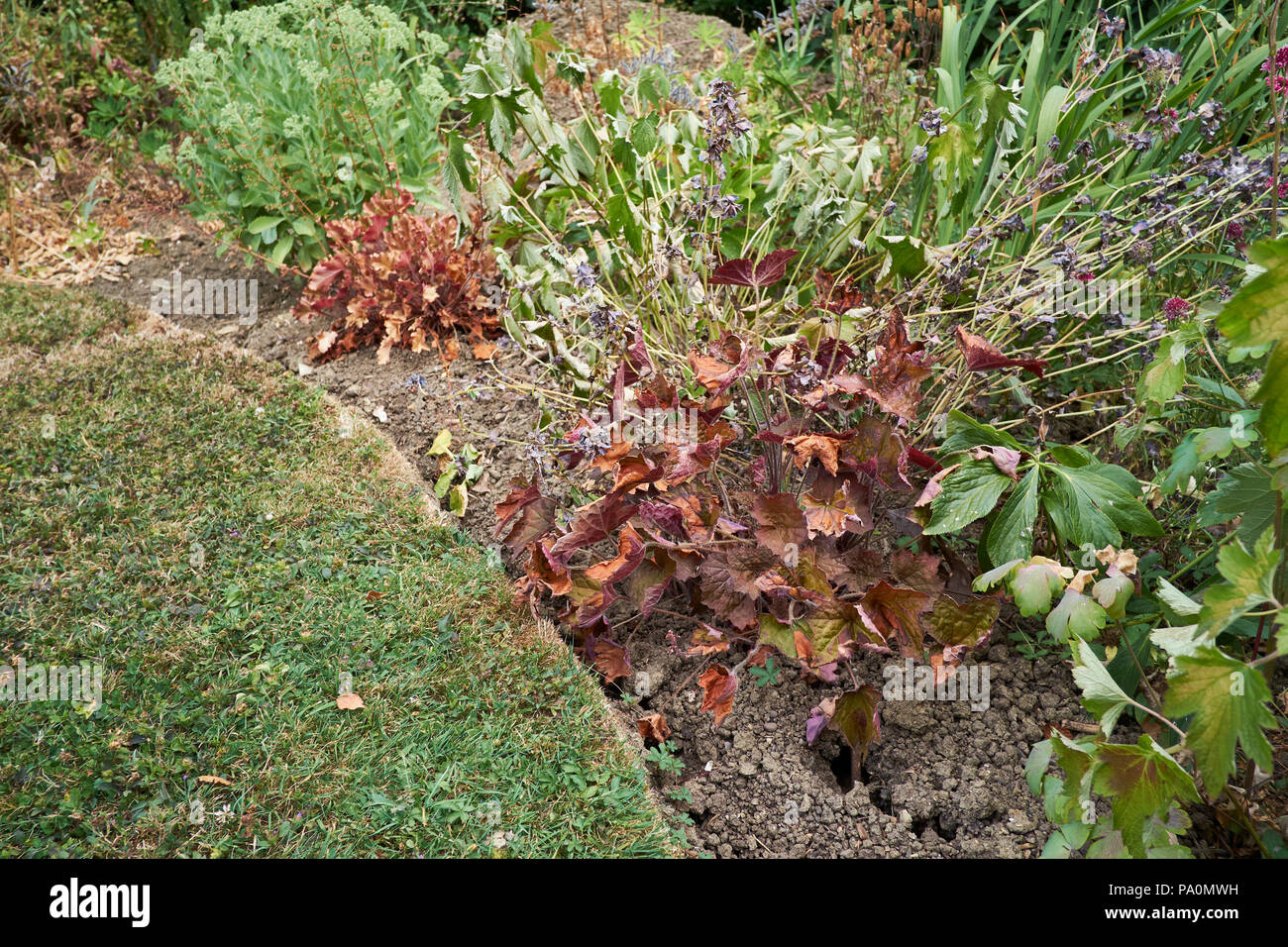 Wilting and parched garden plants in dry flowerbeds, a result of the unusually hot and dry summer weather in the UK, June and July 2018. Stock Photo