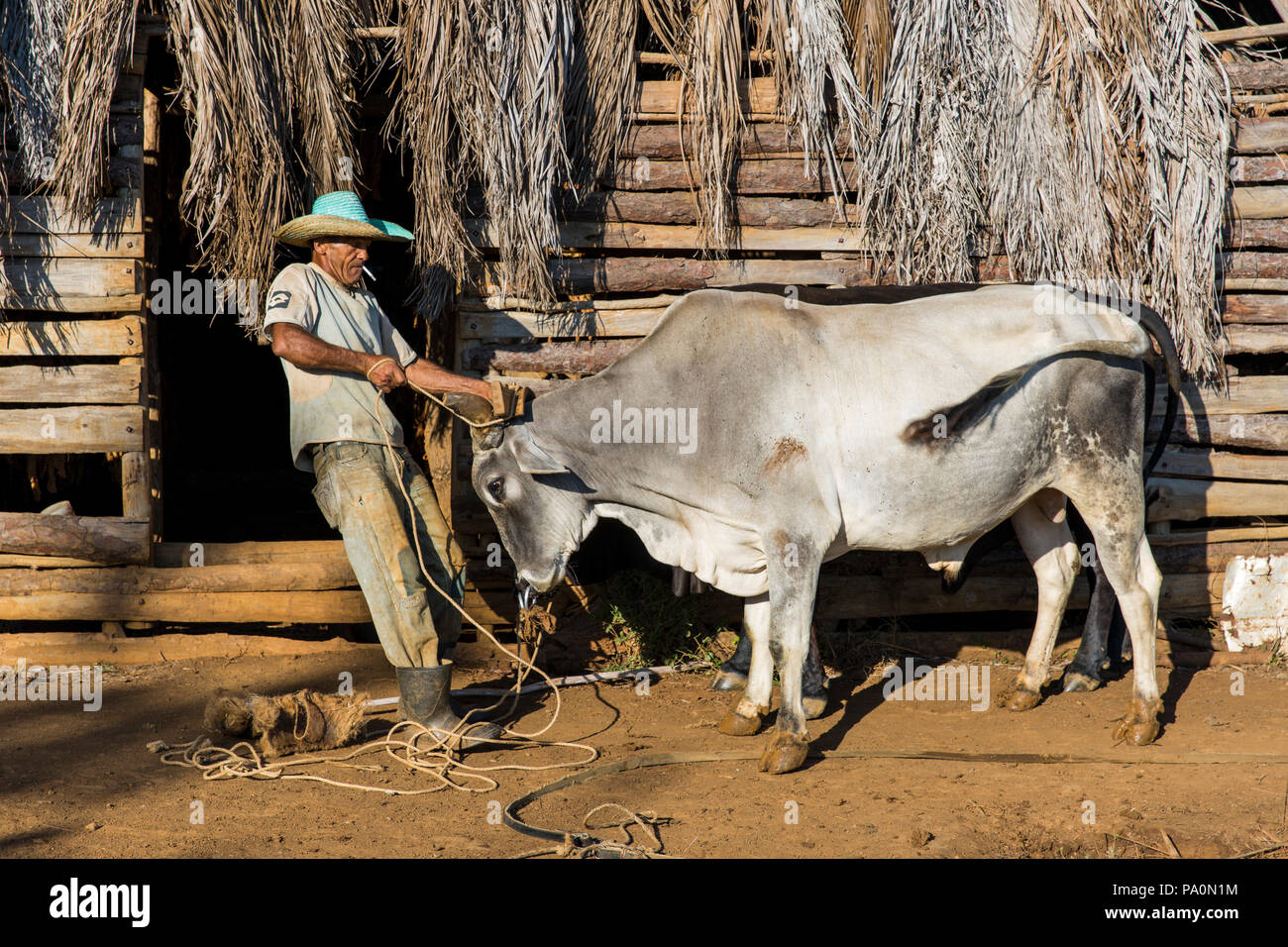 Side view of farmer preparing oxen for fieldwork, Vinales, Pinar del Rio Province, Cuba Stock Photo