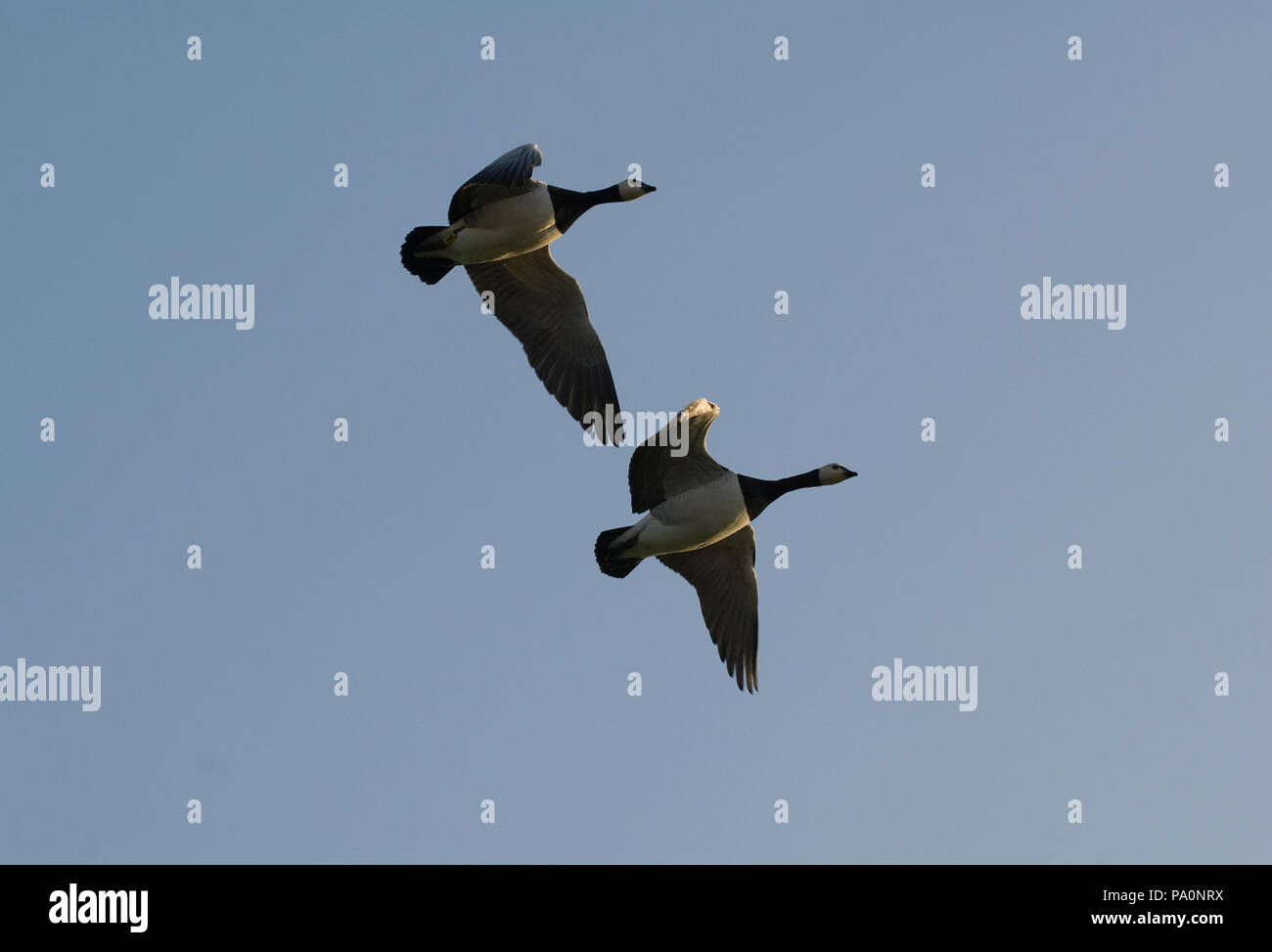 Bernache nonnette - vol - couple - Barnacle Goose - flight - Branta leucopsis Stock Photo