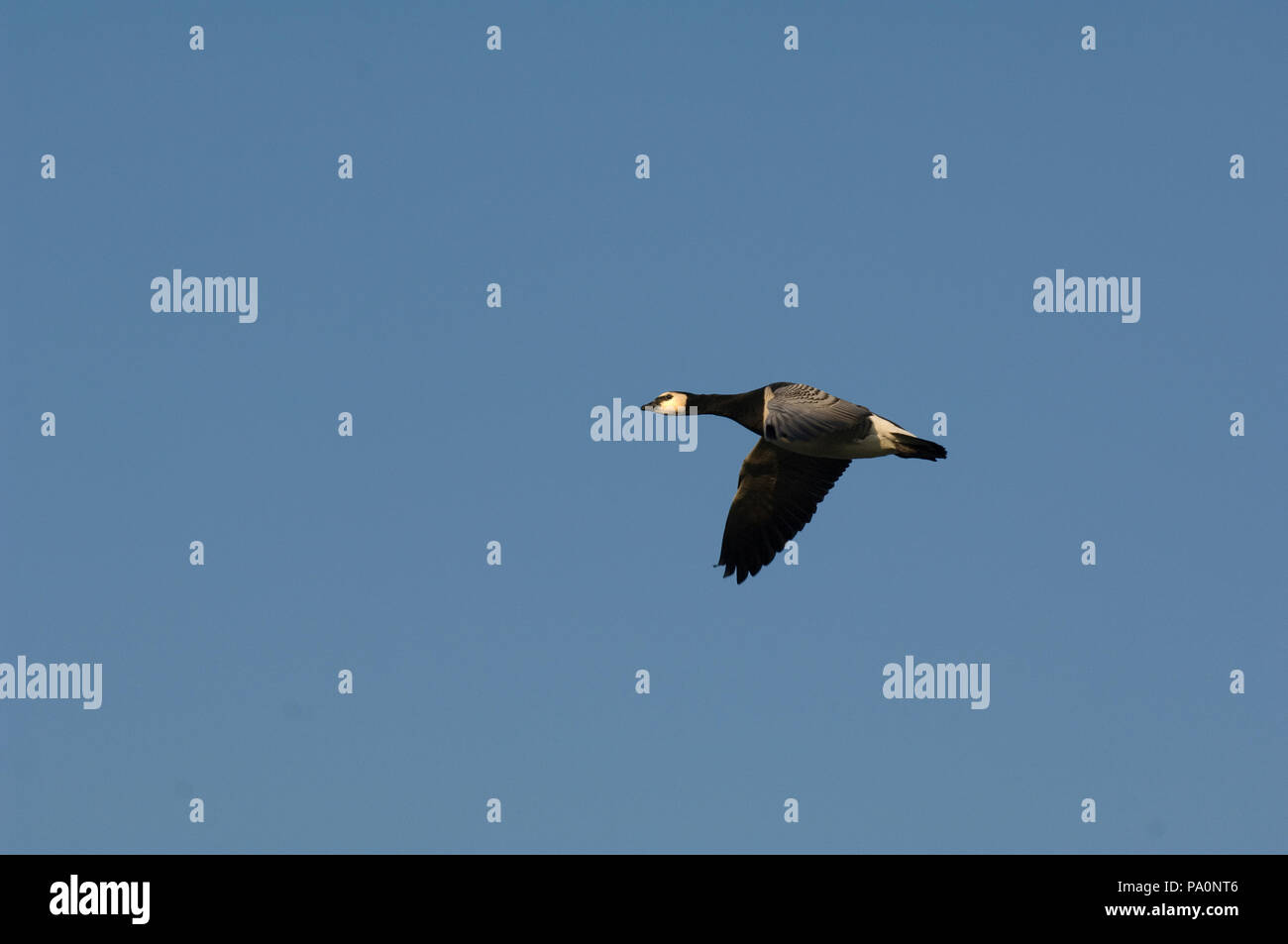 Bernache nonnette - vol - Barnacle Goose - flight - Branta leucopsis Stock Photo