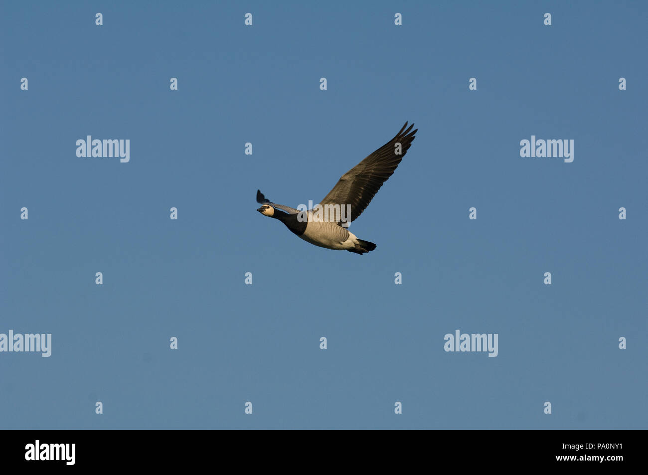 Barnacle goose - Flight - (Branta leucopsis) Bernache nonnette Stock Photo