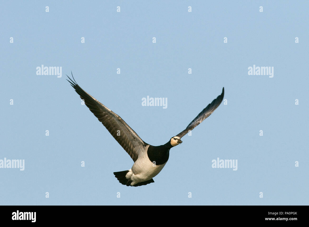 Bernache nonnette - Barnacle Goose - Branta leucopsis Stock Photo