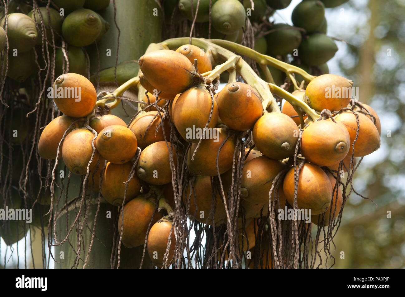 Betel nuts - (Areca catechu) - Thailand Noix de bétel - Noix d'arec ...