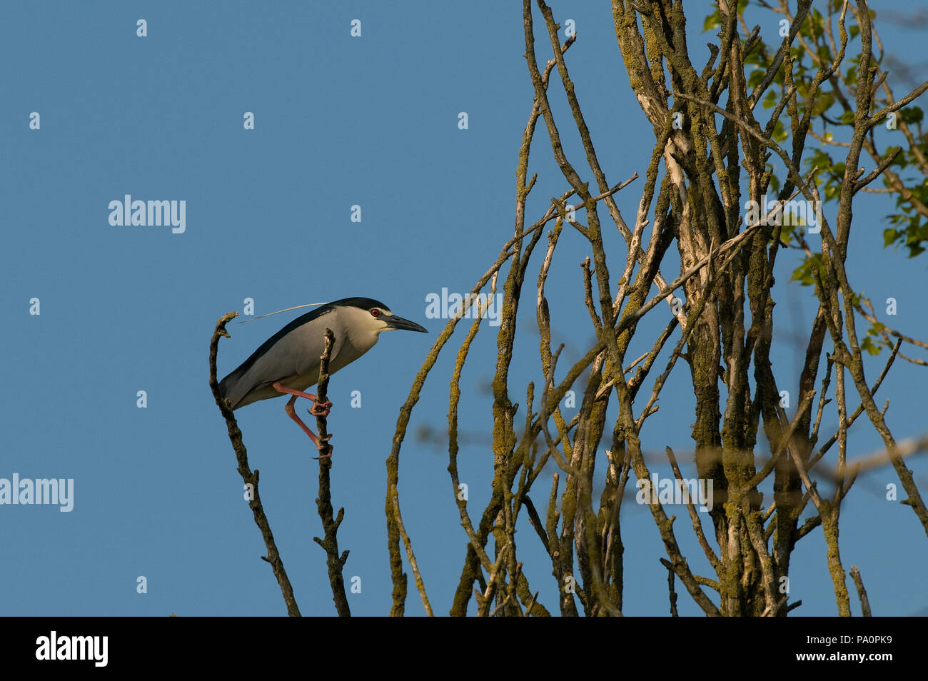 Bihoreau gris - Night Heron - Nycticorax nycticorax Stock Photo