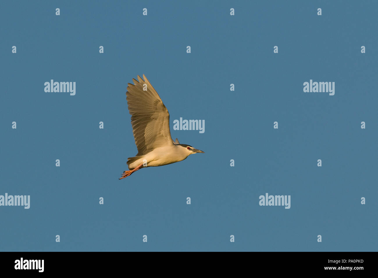 Bihoreau gris - Night Heron - Nyctycorax nycticorax Stock Photo