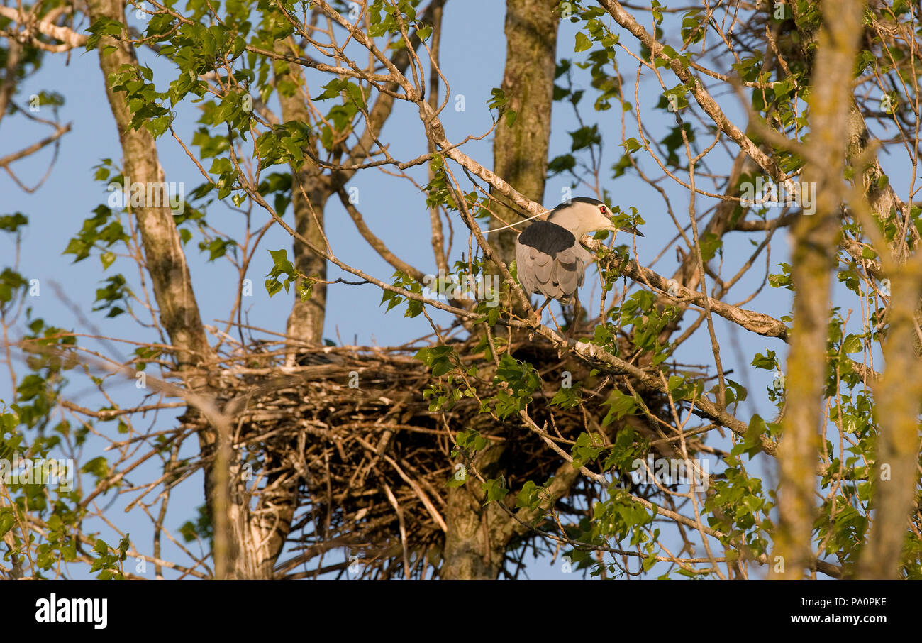 Bihoreau gris -au nid - Night Heron - at the nest - Nyctycorax nycticorax Stock Photo