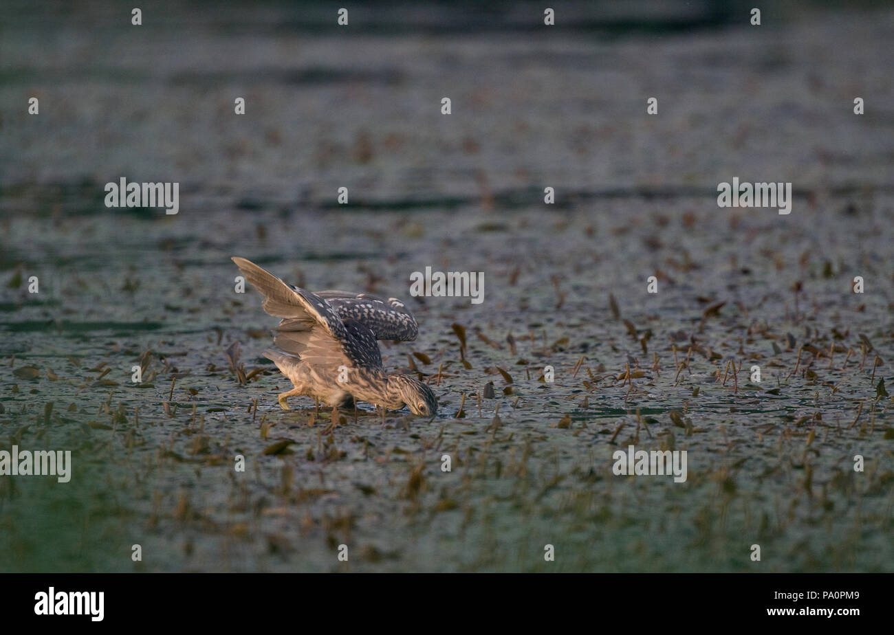 Bihoreau gris - peche - Night Heron - fishing - Nycticorax nycticorax Stock Photo