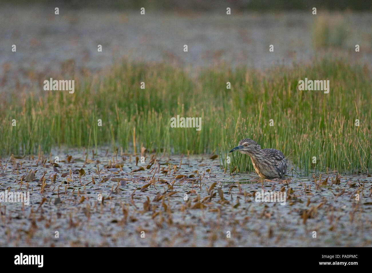 Bihoreau gris - Night Heron - Nycticorax nycticorax Stock Photo