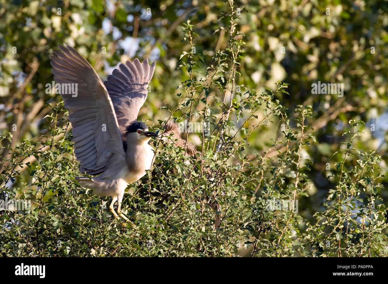 Bihoreau gris - Night Heron - Nycticorax nycticorax Stock Photo