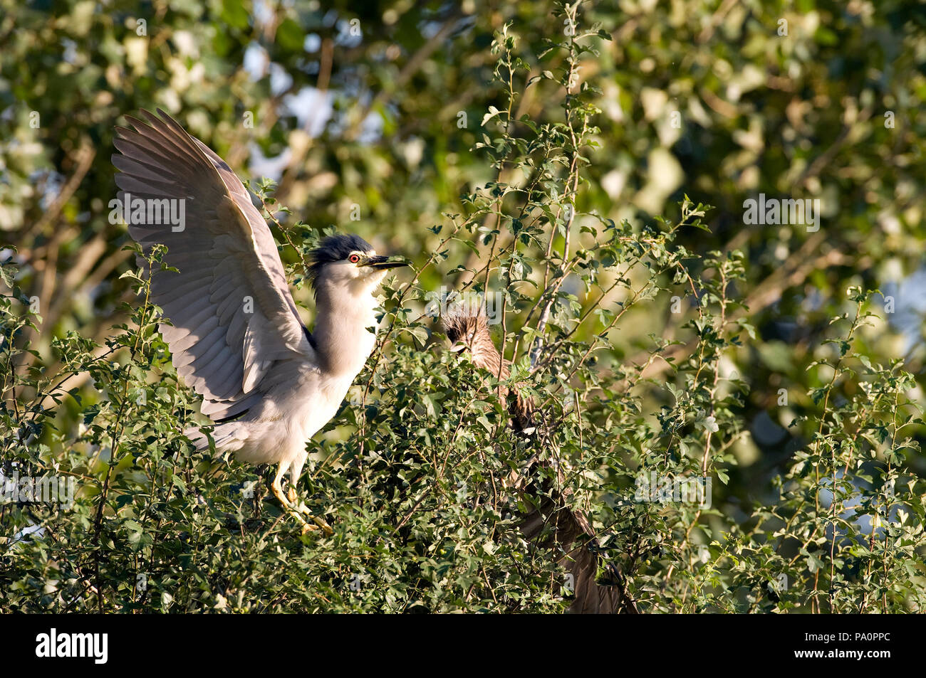 Bihoreau gris - Night Heron - Nycticorax nycticorax Stock Photo