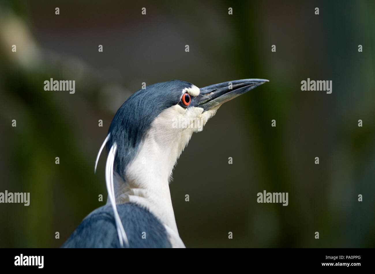 Bihoreau gris - Night Heron - Nycticorax nycticorax Stock Photo