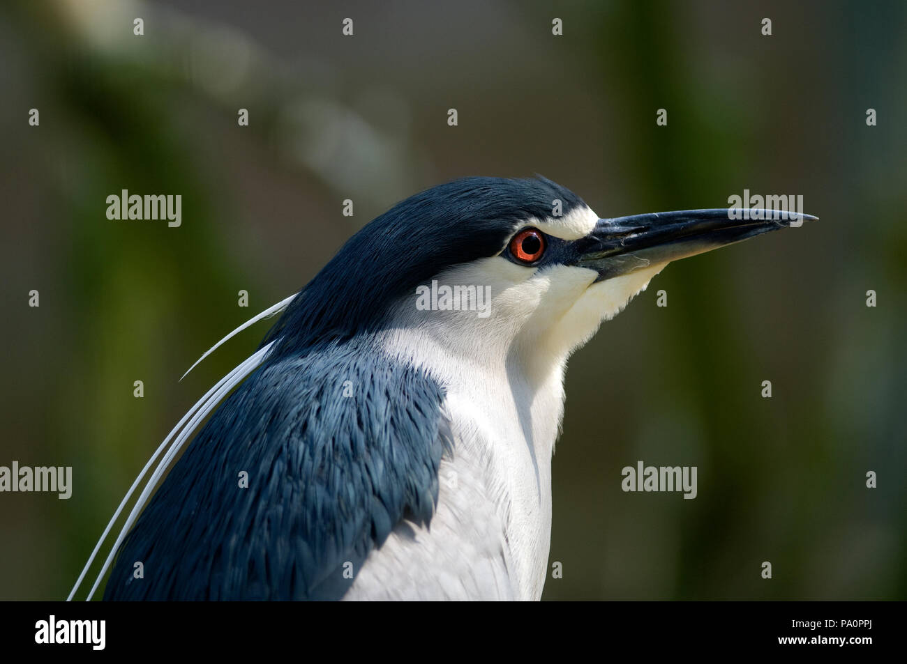 Bihoreau gris - Night Heron - Nycticorax nycticorax Stock Photo