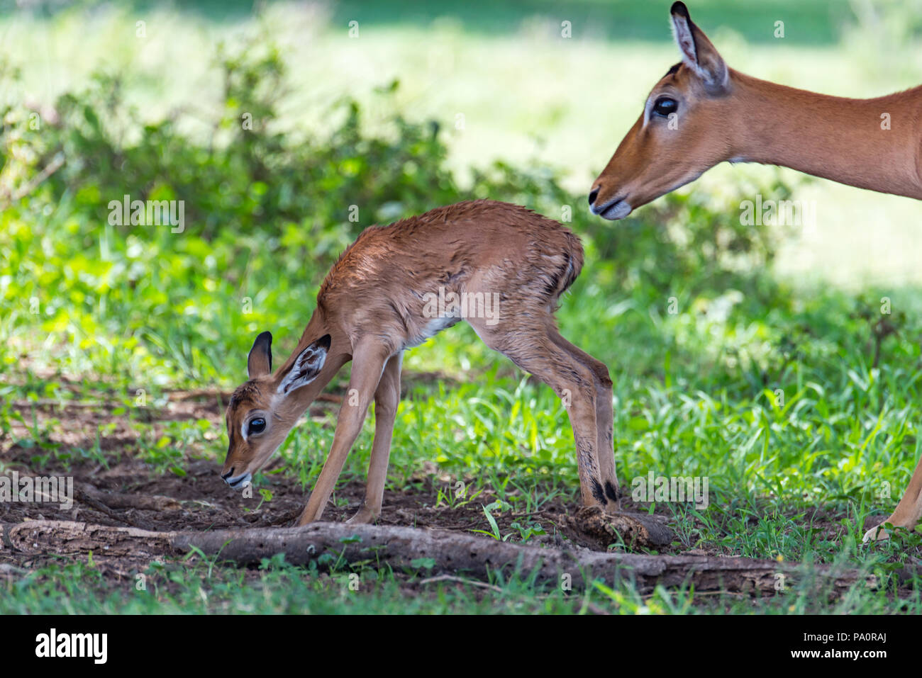 Baby Antelopes First Steps with Mother Stock Photo