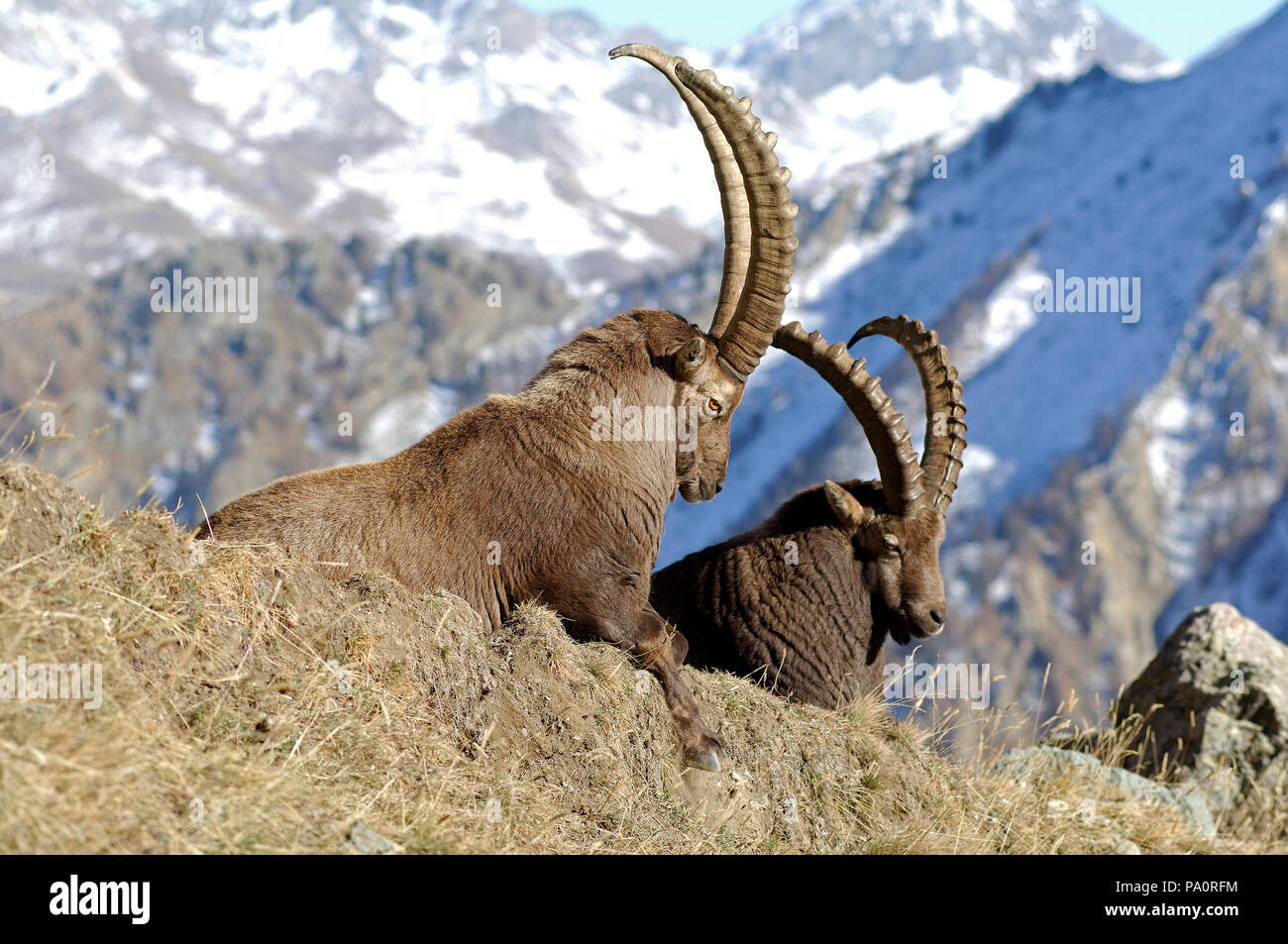 Alpine Ibex Capra Ibex Bouquetin Des Alpes Stock Photo Alamy