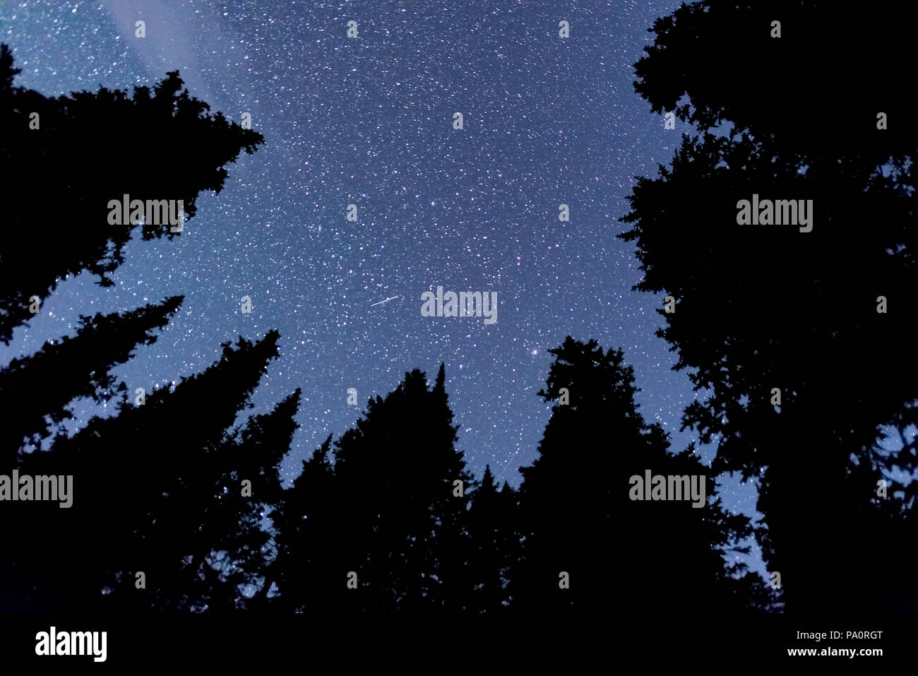 Stars Through the Trees Stock Photo Alamy