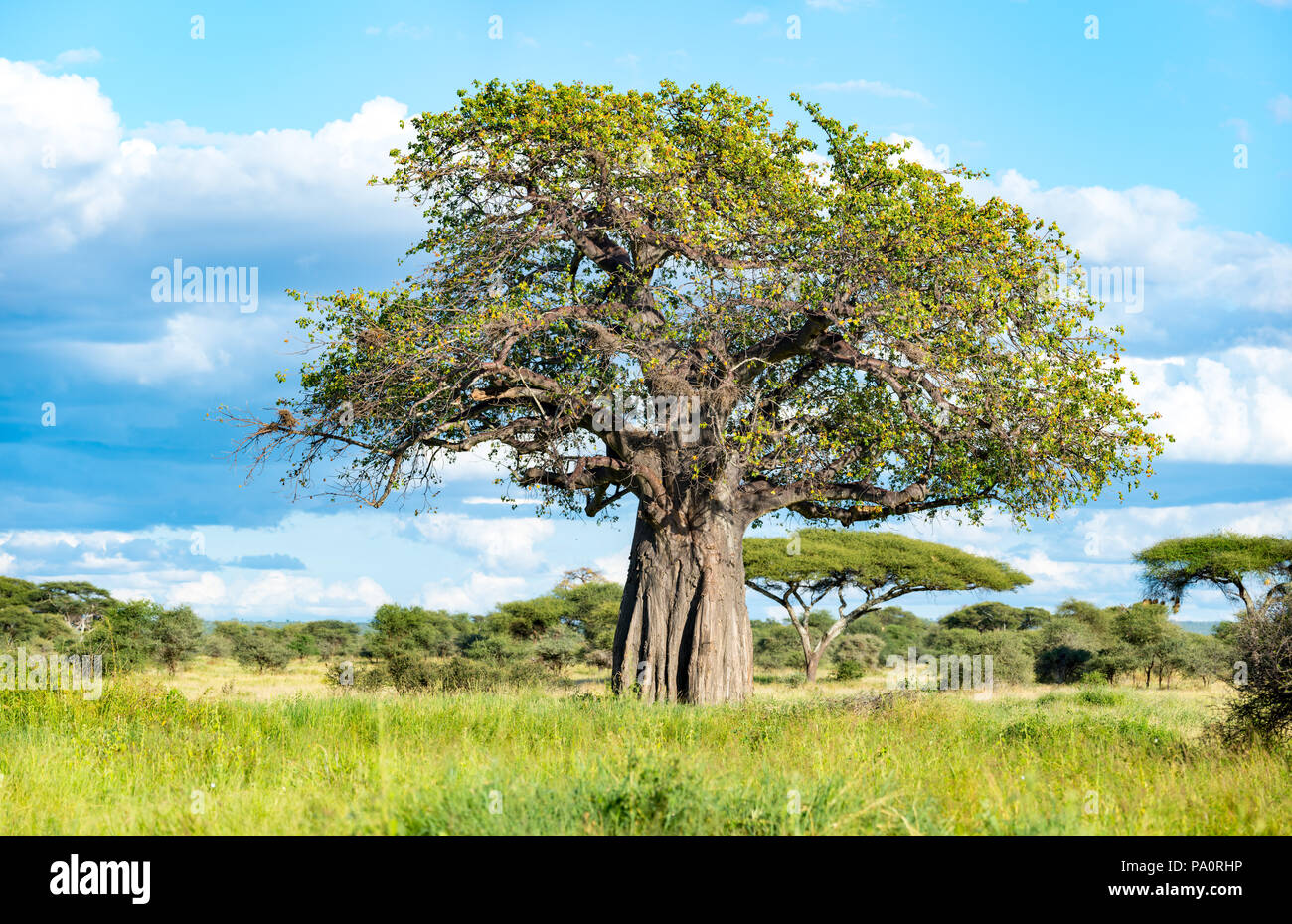 Tree of Life in Tanzania (Baobab Tree) Stock Photo