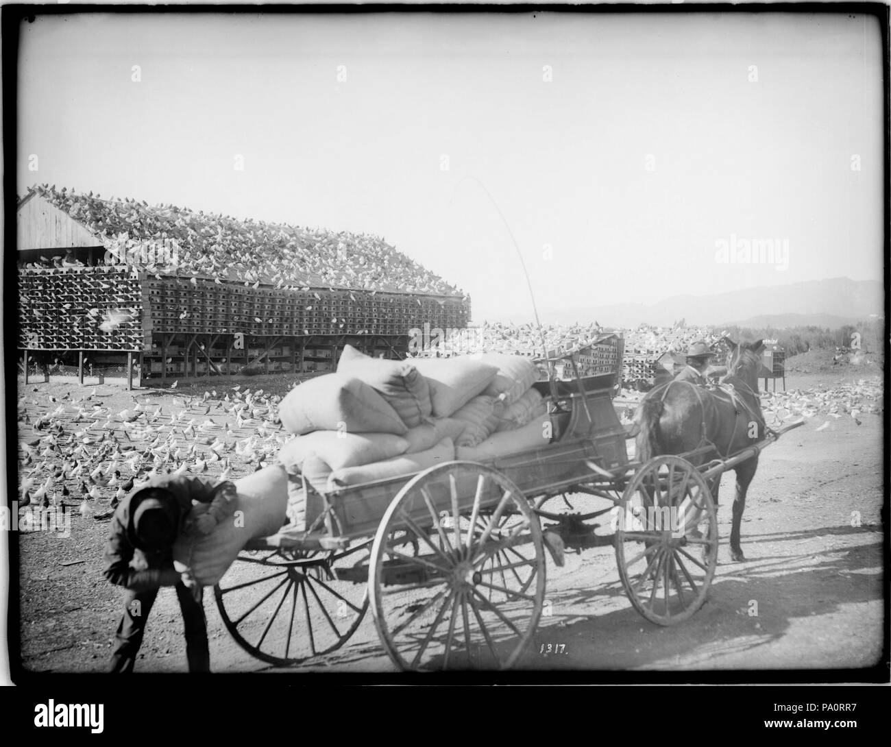 . English: Feeding time at a pigeon ranch near the Los Angeles River Photograph of feeding time at the Los Angeles Pigeon Farm near the Los Angeles River. Just past the Riverside Bridge at the junction of Verdugo Street and San Fernando Road, in Cypress Park area, Los Angeles, ca. 1900. Two men and a horse-drawn wagon full of bags of feed for the 20,000 pigeons visible in the background completely covering the ground and a large coop/dovecoat. Under the care of a superintendent and three helpers 300 to 500 squabs are dressed for market each day. The pigeons consume 1,500 pounds of grain each d Stock Photo