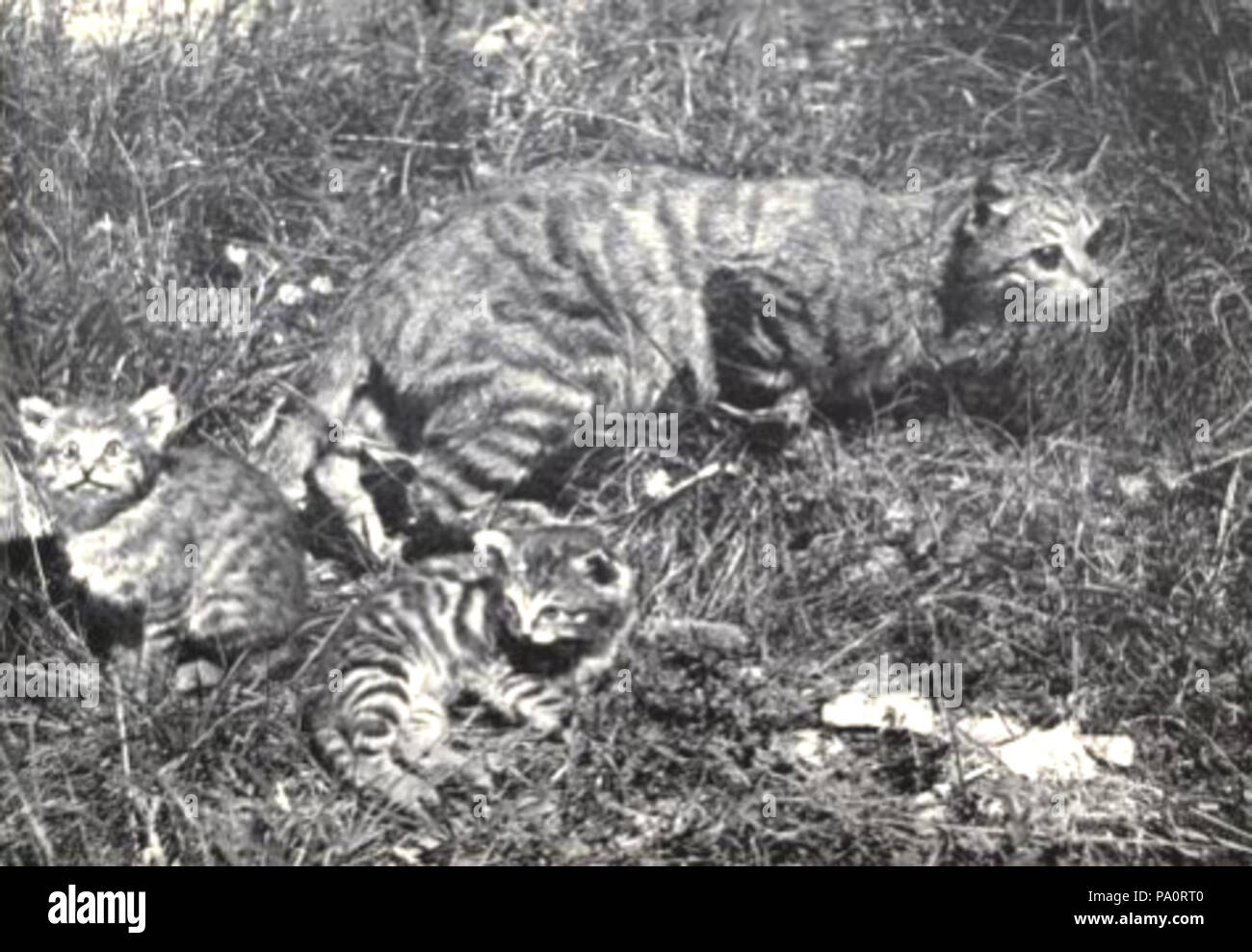 642 Felis sylvestris cafra + kittens Stock Photo