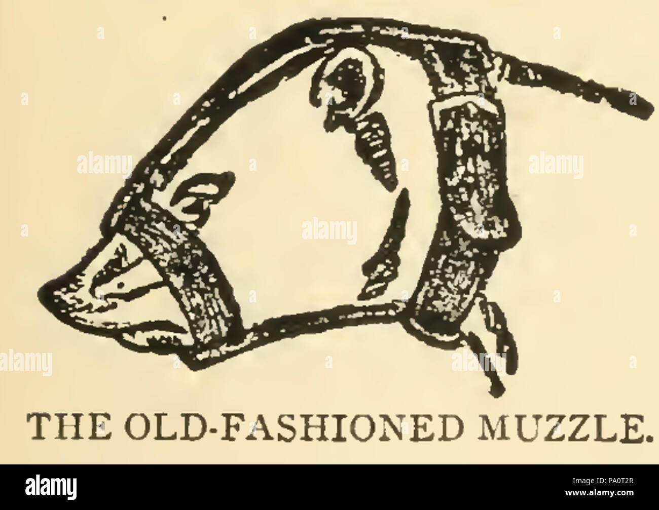 644 Ferret muzzle Stock Photo Alamy