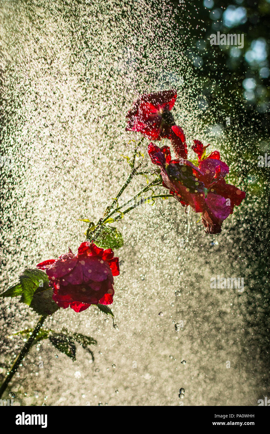 HOSE SPRAY RED ROSES Garden Sprinkler Watering Spray Garden hosepipe sprinkler droplets illuminated in dramatic shaft of late afternoon sunshine spraying water onto backlit red roses in verdant sunlit garden Stock Photo